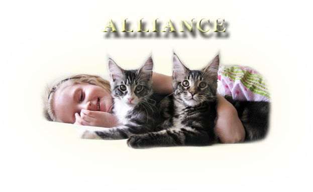 «ALLIANCE» - питомник кошек породы мейн кун