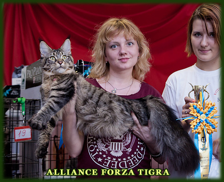 ALLIANCE FORZA TIGRA