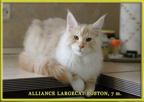 ALLIANCE LARGECAT BOSTON (кастрат)