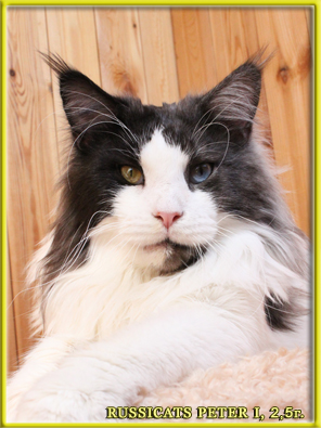 GICh Russicats Peter I