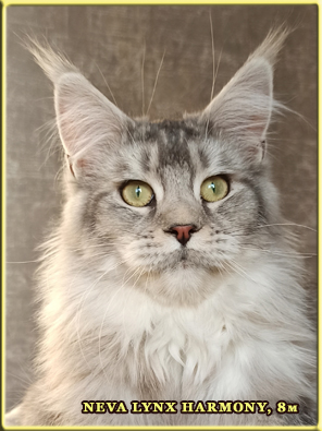 NEVA LYNX HARMONY