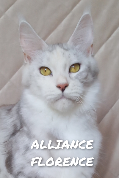 ALLIANCE FLORENCE