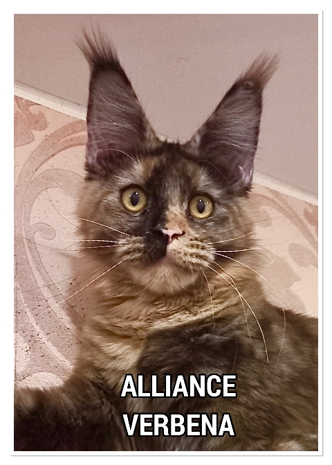 CH ALLIANCE VERBENA