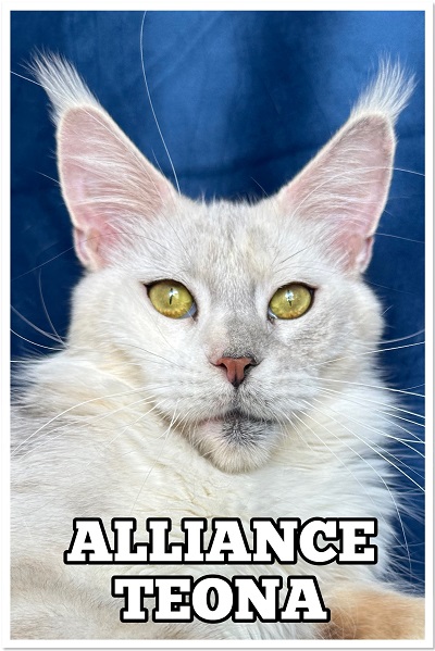 ALLIANCE TEONA