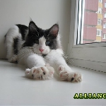 Russicats Peter I  (6 мес.)