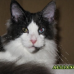 Russicats Peter I (10 мес.)