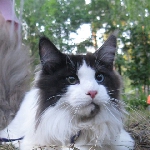 Russicats Peter I  (7,5 мес.)