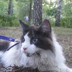 Russicats Peter I  (7,5 мес.)