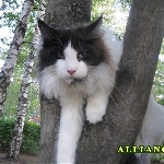 Russicats Peter I  (7,5 мес.)