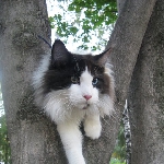 Russicats Peter I  (7,5 мес.)