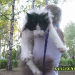 Russicats Peter I  (7,5 мес.)