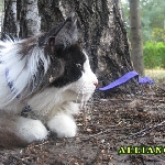Russicats Peter I  (7,5 мес.)