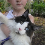 Russicats Peter I  (7,5 мес.)