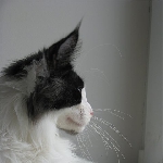 Russicats Peter I  (6 мес.)