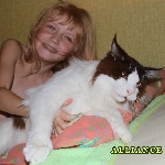 Russicats Peter I  (9,5 мес.)