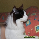 Russicats Peter I  (9,5 мес.)