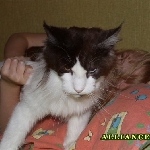 Russicats Peter I  (9,5 мес.)
