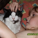 Russicats Peter I  (9,5 мес.)