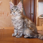 Serano Camilla, возраст 3 месяца