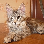 Serano Camilla, возраст 3 месяца