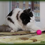Russicats Peter I (10 мес.)