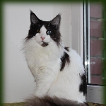 Russicats Peter I  (10 мес.)