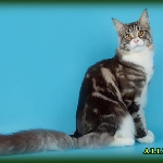 Alliance Astor (9 мес.)