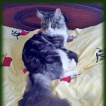 Alliance Astor (8,5 мес.)<br>