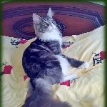 Alliance Astor (8,5 мес.)<br>