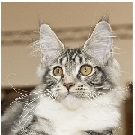 Alliance Diva (4 мес.) - 2 место WCF-ring Junior, Best Kitten! 1 мая, г. Нижнекамск