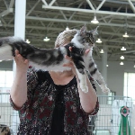 Alliance Diva (4,5 мес.). Выставка ФОРЕСТ-ШОУ 2011:<br>- заняла 3 место в ВЦФ-ринге молодых (лучший мейн кун ринга), <br>- NomBIS, <br>- взяла BIV в серебряной группе (Best Kitten), <br>- по ICU взяла 1 место у Пономарёвой, в финале у неё же 2 место, <br>- 2 место у Пикарделло, в финале у него же 5 место,<br>- 1 место у Влах, в финале у неё же 4 место,<br>- заняла 6 место в BREED-RING-Kitten MCO (монопородкa котят-мейн-кунов по ICU)<br>- NomBIS на альтернативный бест. <br><br>