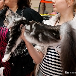 Alliance Diva (6 мес.) - 2 NomBIS! ВЫСТАВКА В КАЗАНИ 18-19 июня 2011г.
