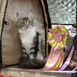 Alliance Diva (4,5 мес.). Выставка ФОРЕСТ-ШОУ 2011:<br>- заняла 3 место в ВЦФ-ринге молодых (лучший мейн кун ринга), <br>- NomBIS, <br>- взяла BIV в серебряной группе (Best Kitten), <br>- по ICU взяла 1 место у Пономарёвой, в финале у неё же 2 место, <br>- 2 место у Пикарделло, в финале у него же 5 место,<br>- 1 место у Влах, в финале у неё же 4 место,<br>- заняла 6 место в BREED-RING-Kitten MCO (монопородкa котят-мейн-кунов по ICU)<br>- NomBIS на альтернативный бест. <br><br>