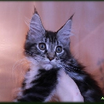 Alliance Diva - 3 мес.