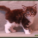 Alliance Diva - 1 мес.