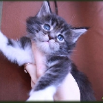 Alliance Diva - 1 мес.