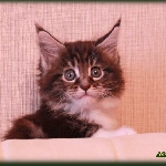 Alliance Diva - 1,5 мес.