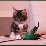 Alliance Diva - 1,5 мес.