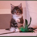 Alliance Diva - 1,5 мес.