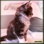 Alliance Diva - 1,5 мес.