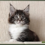 Alliance Diva - 2 мес.