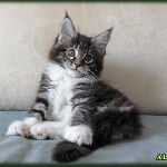 Alliance Diva - 2 мес.