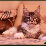 Alliance Diva - 3 мес.