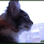 Alliance Diva - 3 мес.