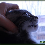 Alliance Diva - 3 мес.