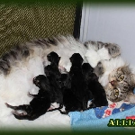 Альпина с детками (помёт "C"). Кошке 2 года 1 мес.
