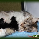 Альпина с детками (помёт "C"). Кошке 2 года 1 мес.