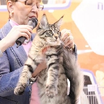 ALLIANCE FORZA TIGRA - Best Kitten of Breed, 2 NomBIS