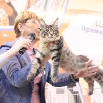 ALLIANCE FORZA TIGRA - Best Kitten of Breed, 2 NomBIS